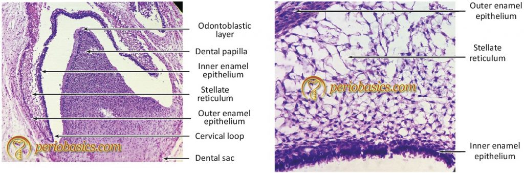 Normal Periodontium (Gingiva) - Periobasics.com Basic Periodontology