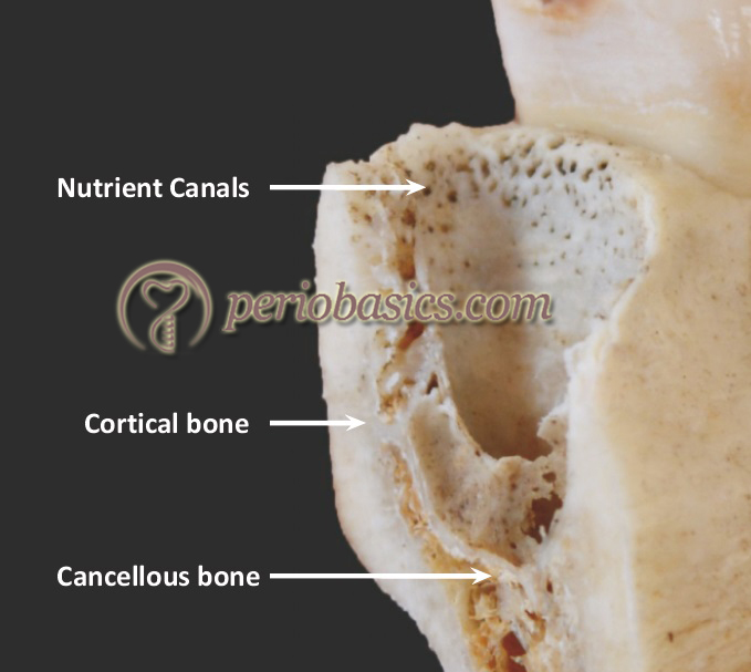 Alveolus of the mandibular molar region in cross section showing a dense population of nutrient canals that have given rise to term “cribriform plate”.