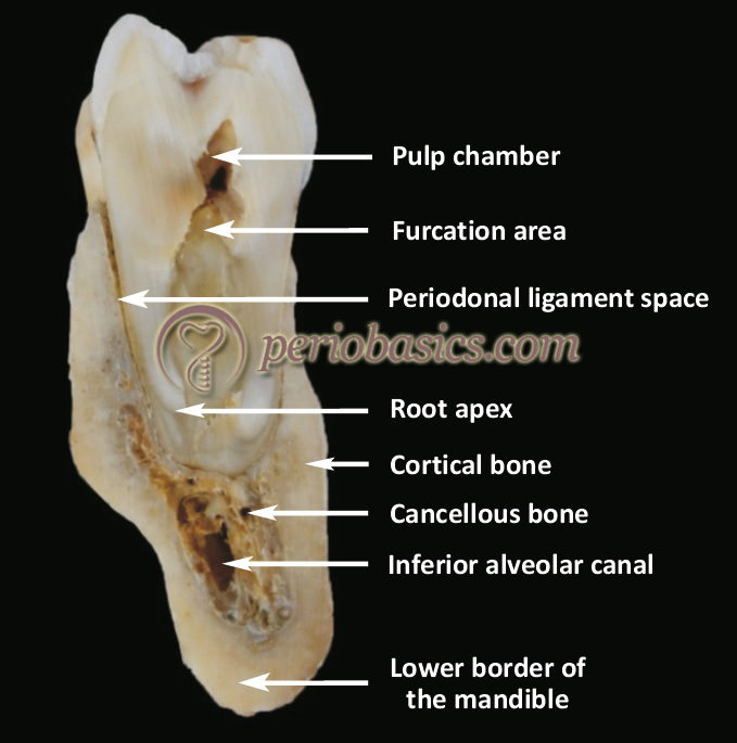 Cross section of mandible at first molar region showing cortical and