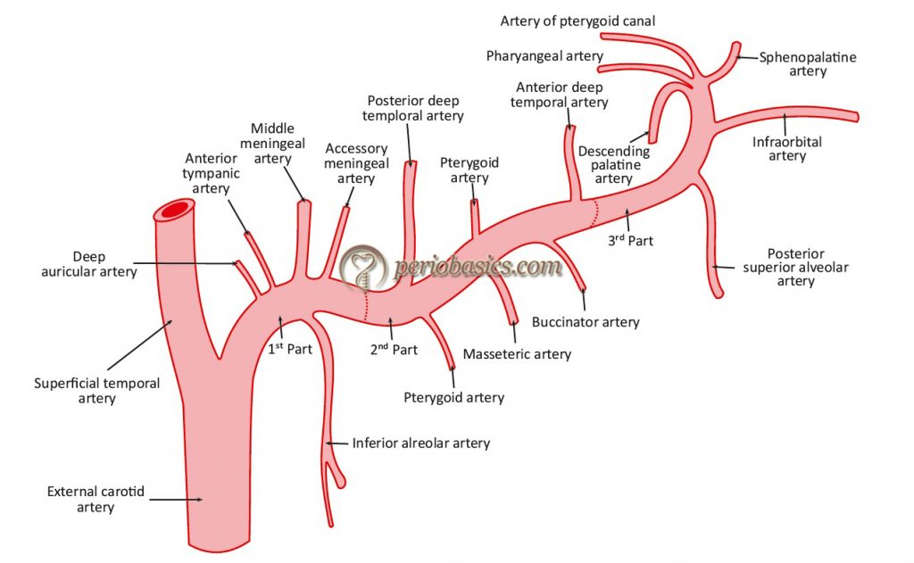 Internal maxillary artery