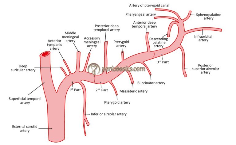 vascular-supply-innervation-of-gingiva-describing-arteries-veins-nerves