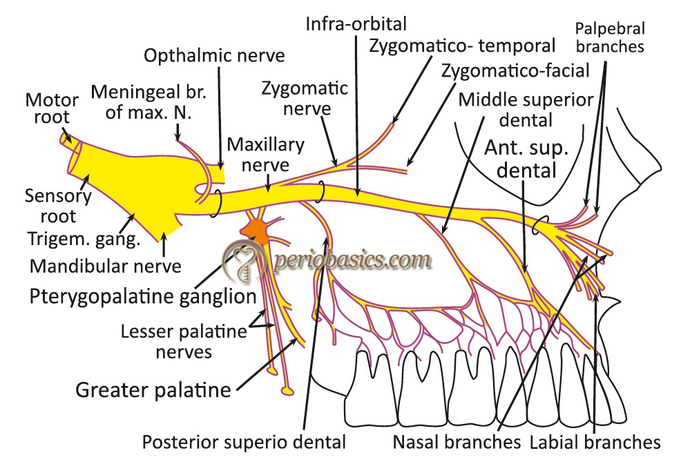 Maxillary branch of the trigeminal nerve