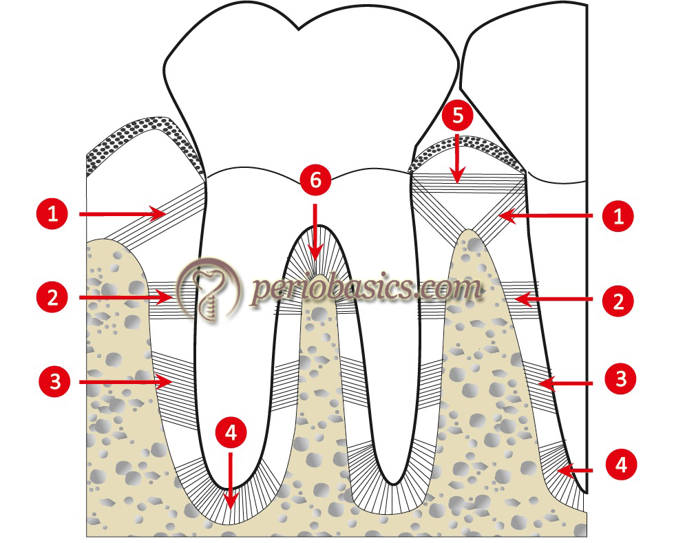 Fibras Do Ligamento Periodontal - LIBRAIN