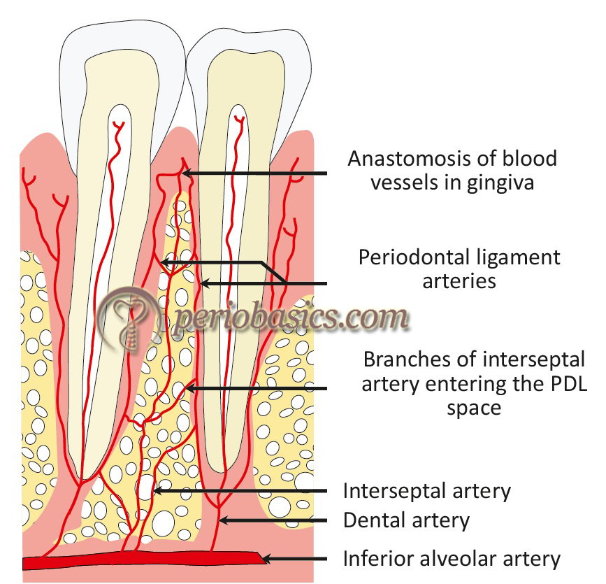 The blood supply of teeth and periodontal ligament