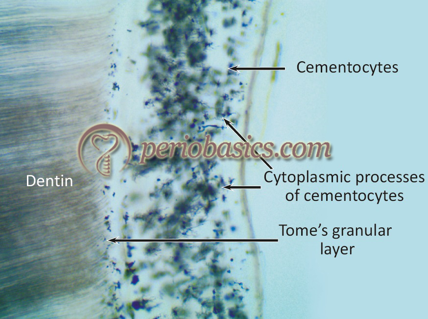 The ground section of tooth under high magnification showing cementocytes and Tomes' granular layer