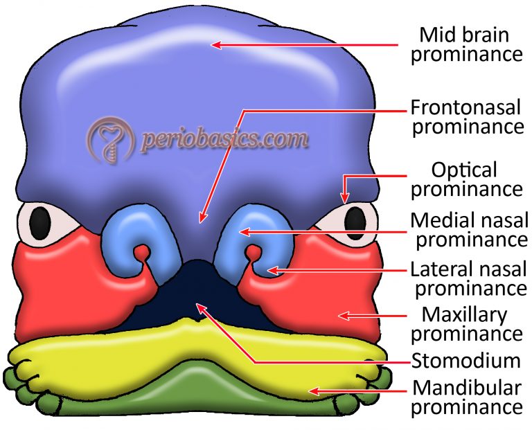 Normal Periodontium (Gingiva) - Periobasics.com Basic Periodontology