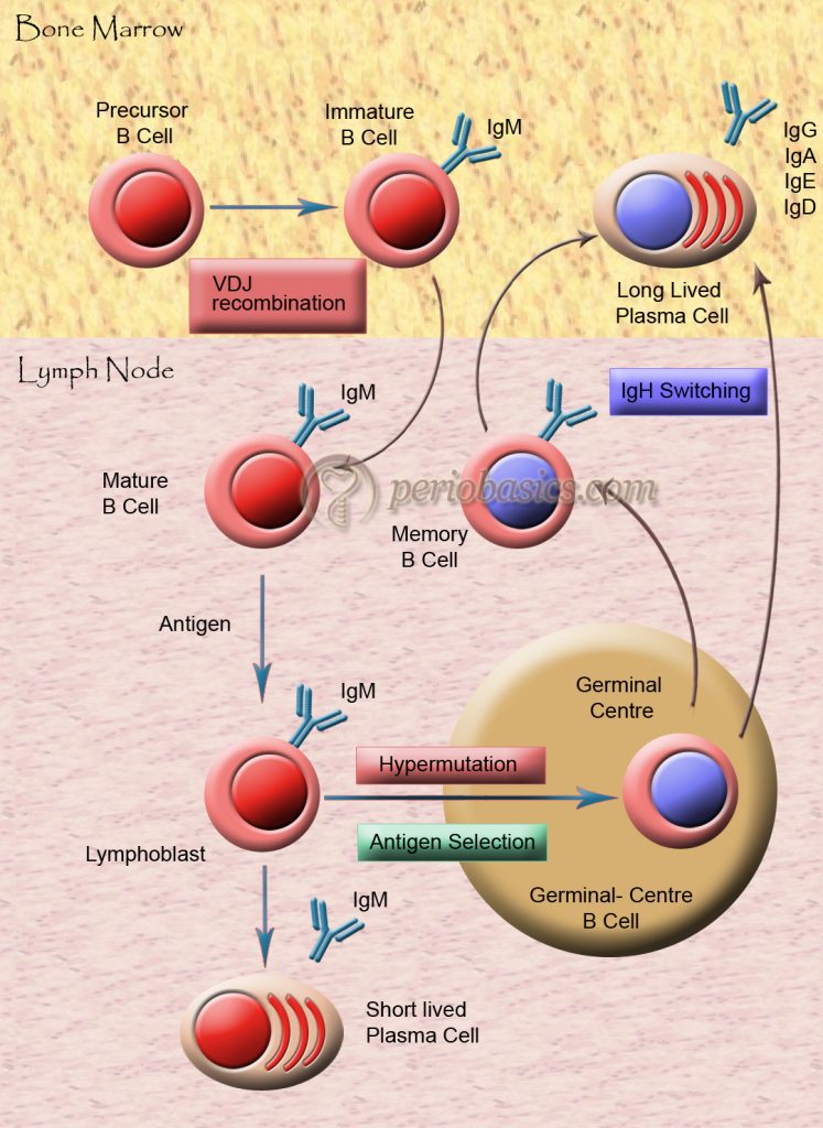 Humoral Immunity – Periobasics.com