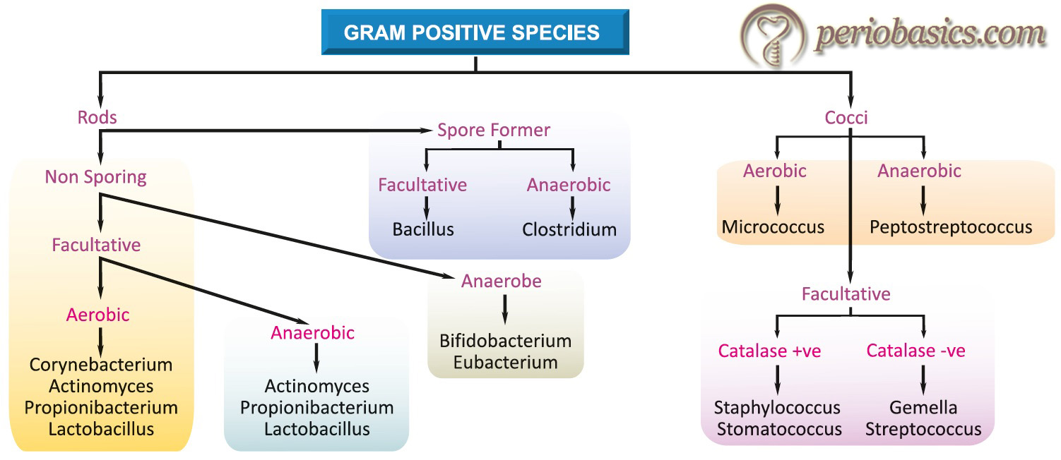 Classification of Gram positive bacteria