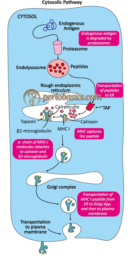 Cytosolic pathway of antigen presentation by antigen presenting cells