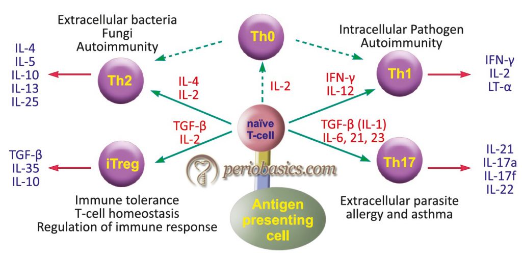 The Differentiation Of Th1, Th2, Th17 And ITreg Cells From Naive CD-4 T ...