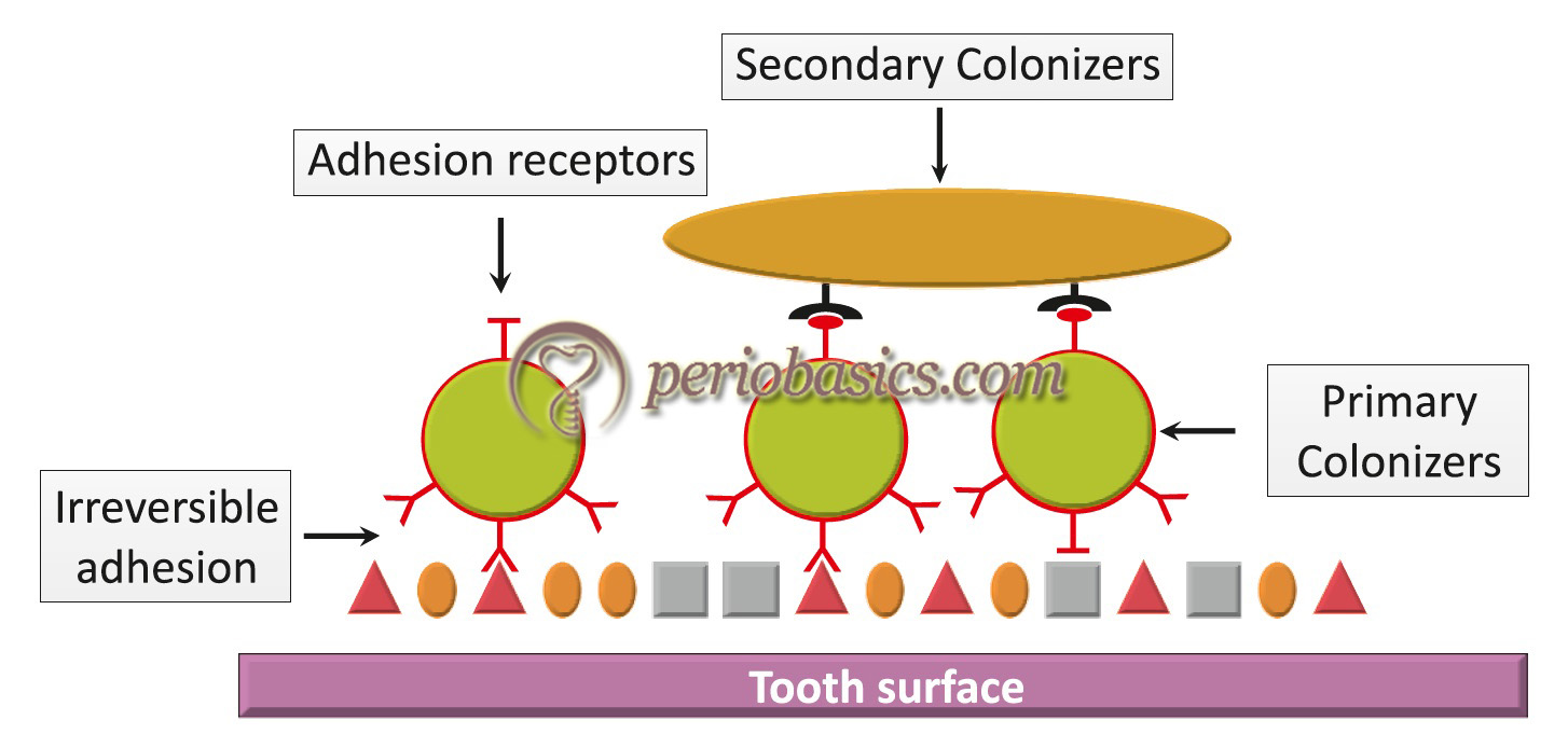 Diagrammatic representation of initiation and maturation of plaque showing attachment of secondary colonizers.