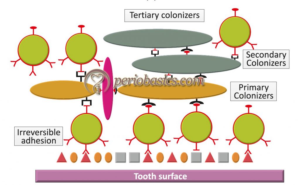 Dental plaque and plaque as biofilm Basic