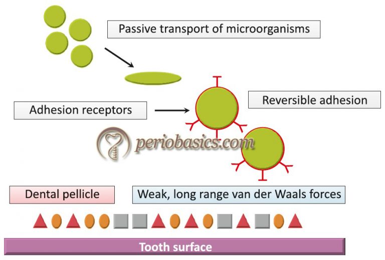 Dental plaque and plaque as biofilm Basic