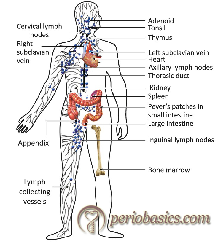 Diagrammatic representation of lymph collecting vessels and lymph nodes