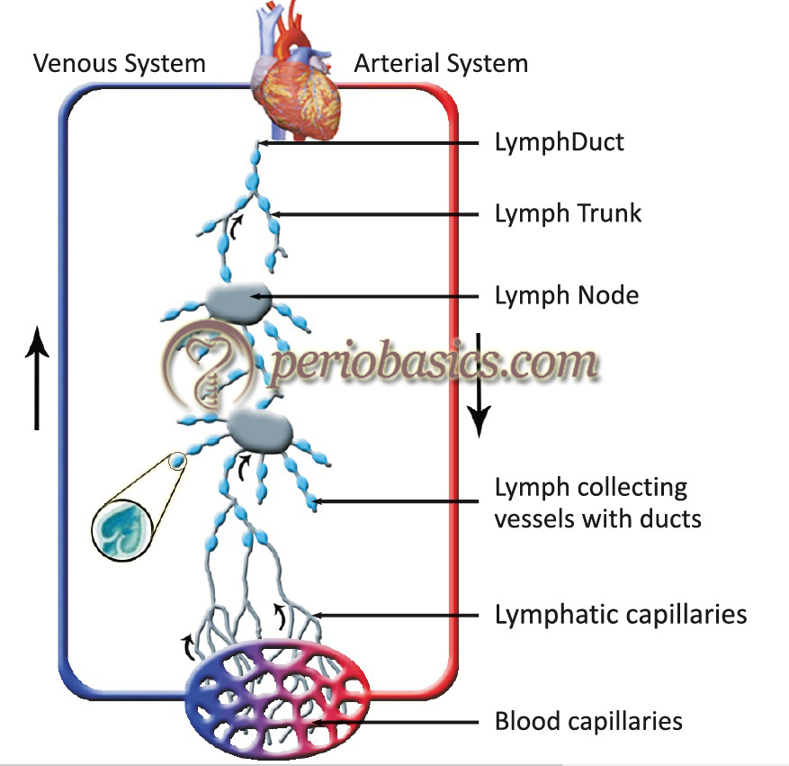 Diagrammatic representation of lymphatic circulation