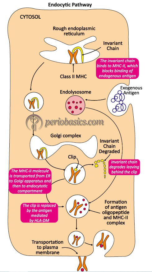 Endocytotic pathway of antigen presentation by antigen presenting cells