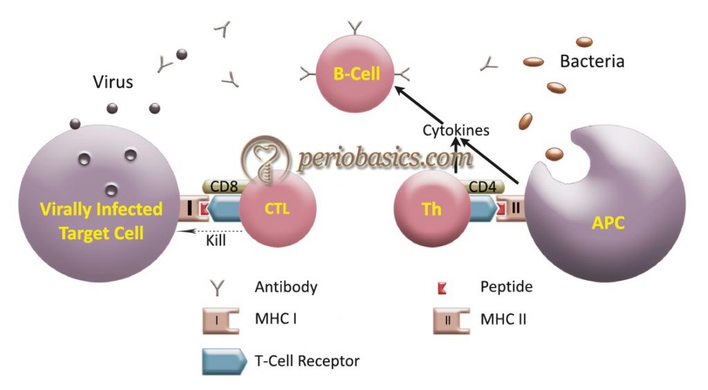 Host-microbial Interactions In Periodontal Diseases – Periobasics.com