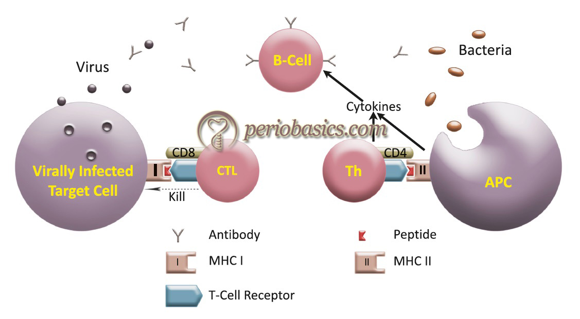 Generation of T-cell dependent and T-cell independent B-cell response