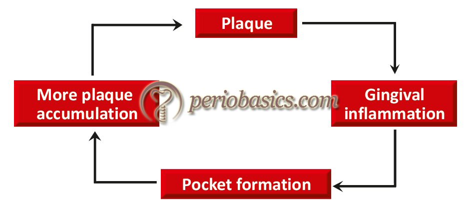 Image demonstrating the cycle of plaque accumulation