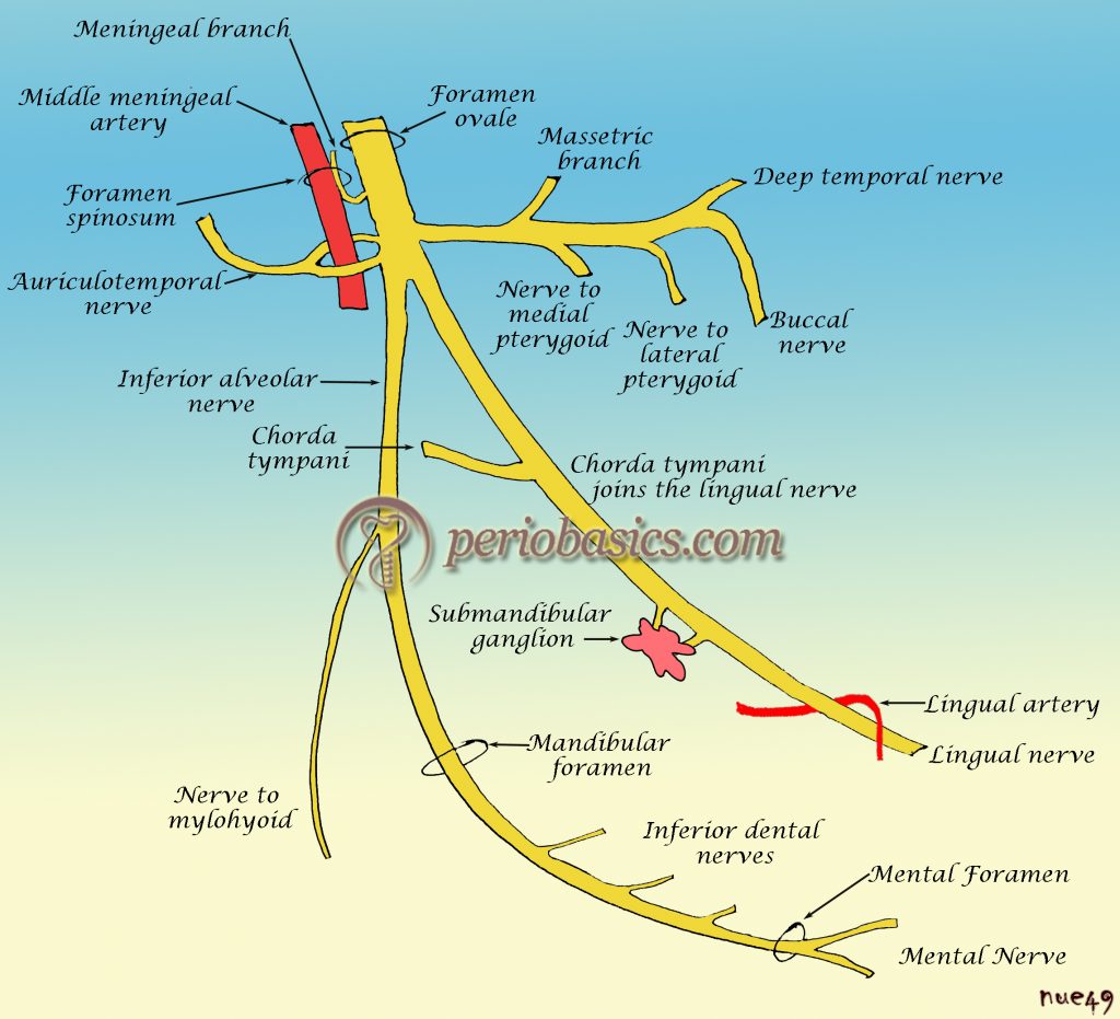 Mandibular nerve branches Diagram