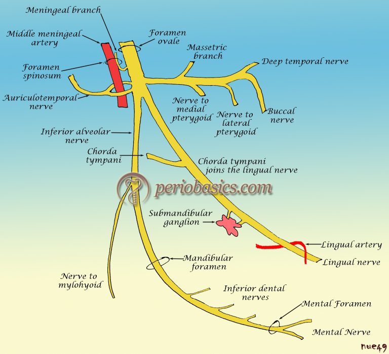 Meningeal Branch Of Mandibular Nerve