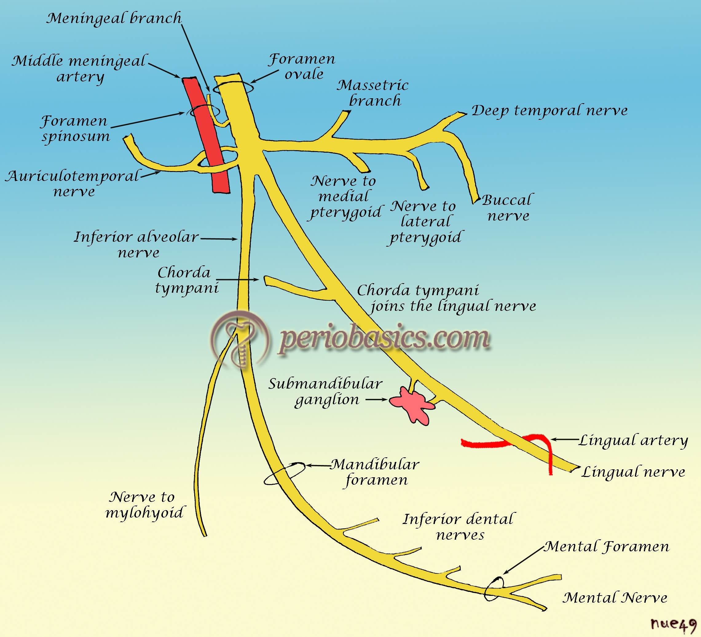 Infratemporal Fossa Branches of Mandibular Nerve (CN V3) Diagram