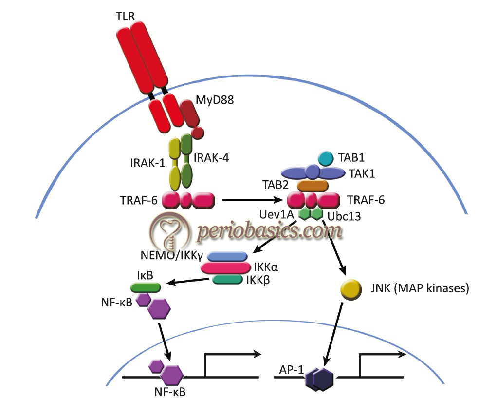 MyD88-dependent pathway (common to all TLRs)