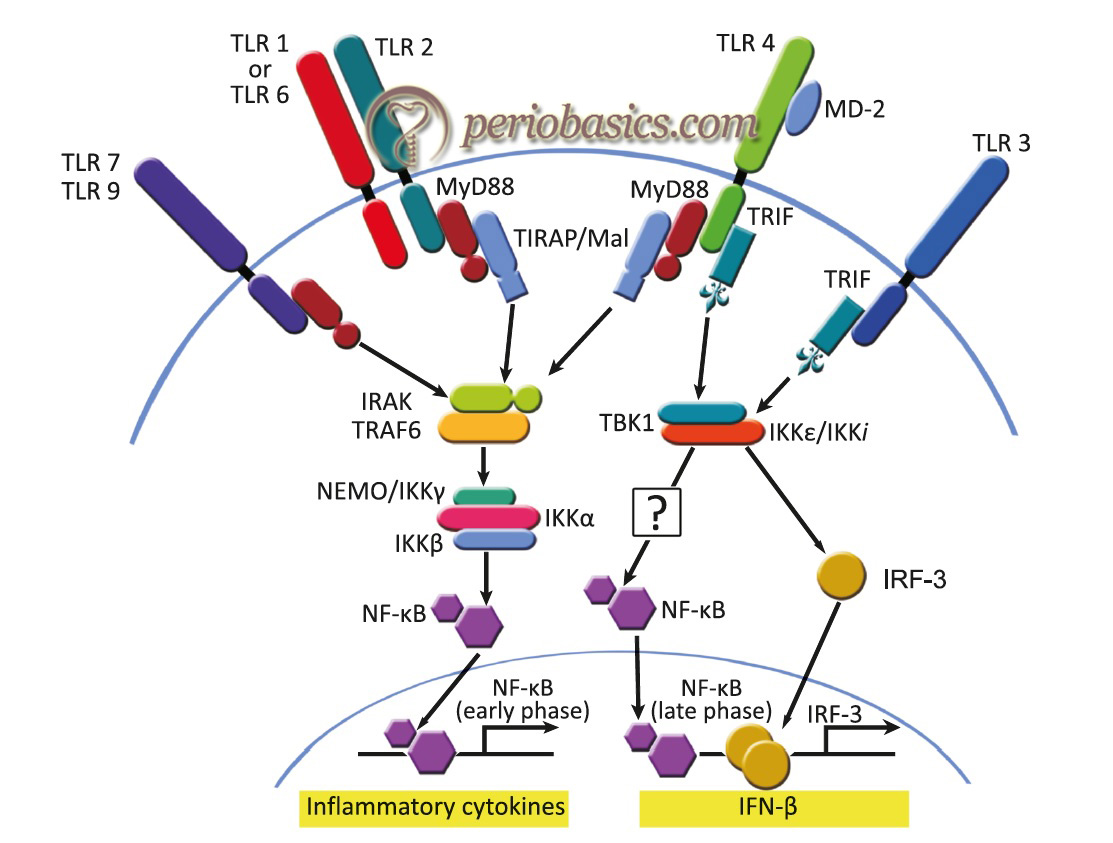 MyD88-independent pathway (peculiar to theTLR3 and TLR4)