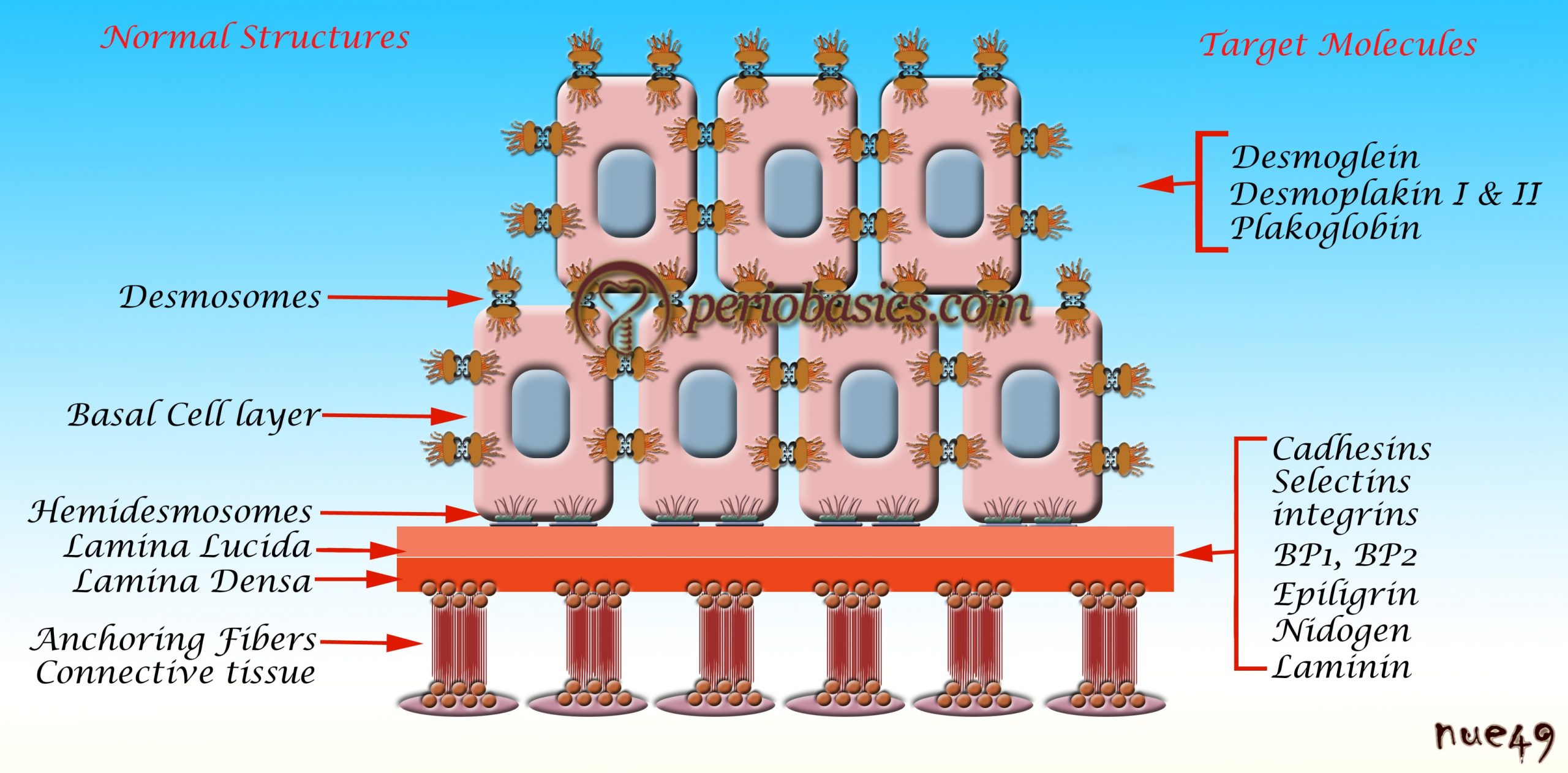 Normal arrangement of basal and supra basal layers on basement membrane and the target molecules