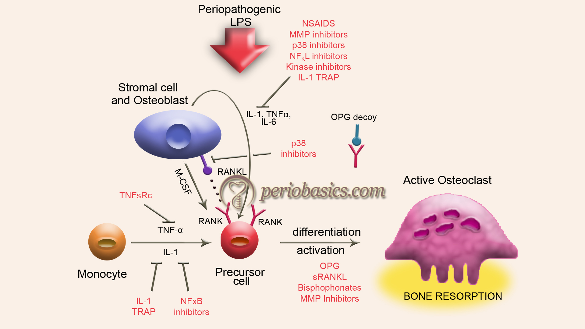 Regulation of osteoclast differentiation and function by RANK-RANKL and OPG.