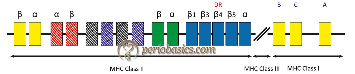 Schematic map of human MHC on short arm (p) of human chromosome 6