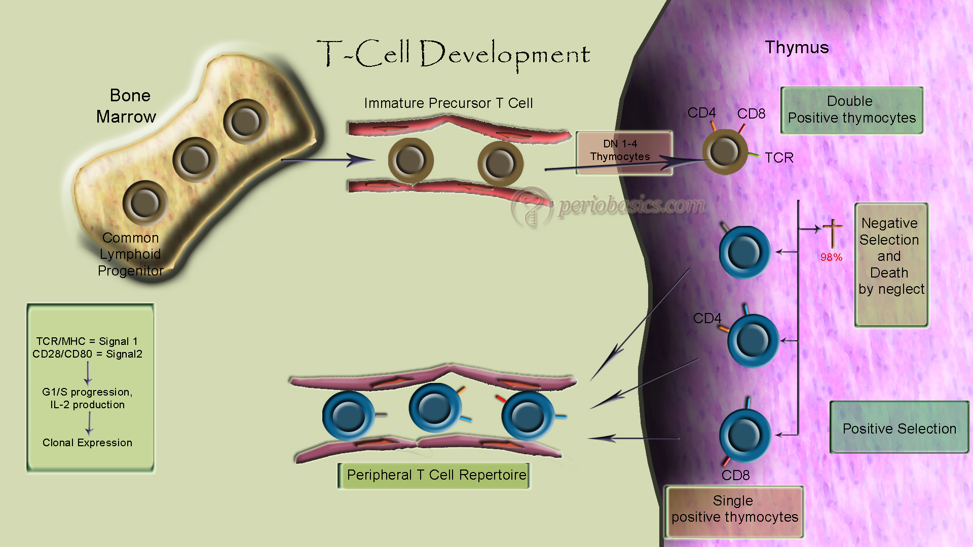 T-cell development