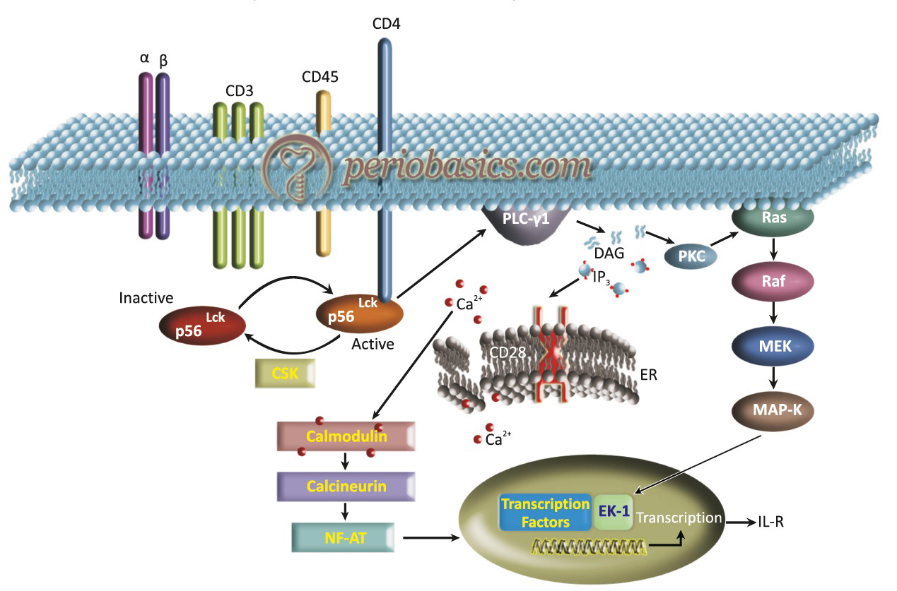 T-cell receptors and signaling system