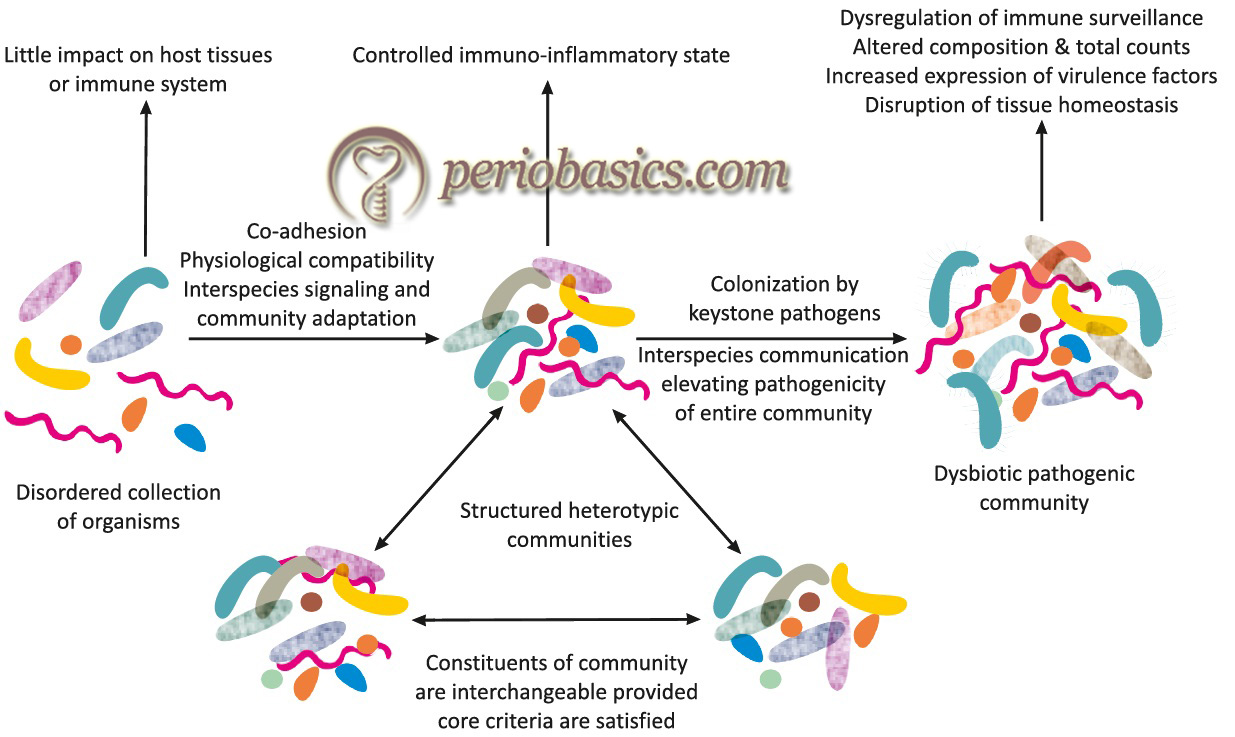 The polymicrobial synergy and dysbiosis (PSD) model of periodontal disease etiology by Hajishengallis and Lamont (2012)