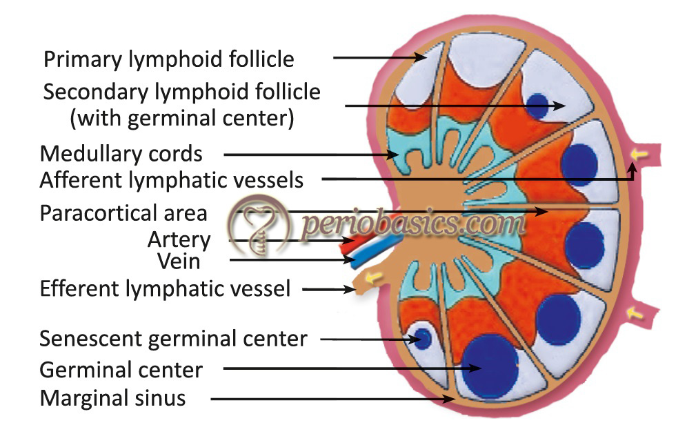 Structure Of A Lymph Node