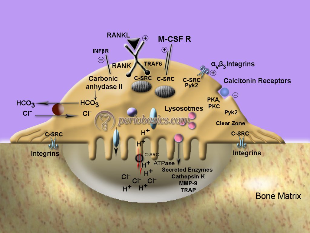 The ultrastructure of an osteoclast demonstrating function of osteoclast during bone resorption.