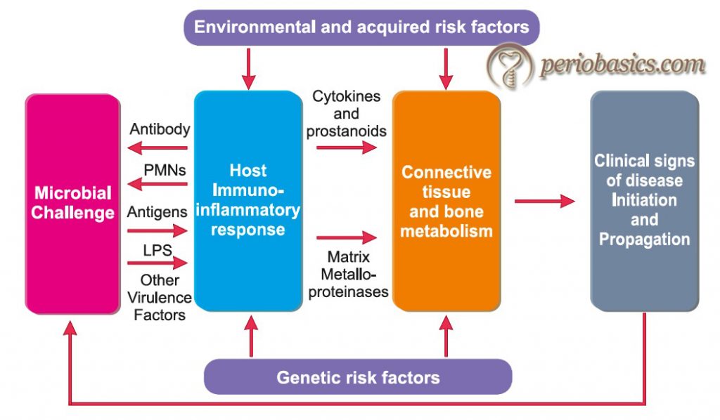 Models Of Periodontal Disease Progression – Periobasics.com