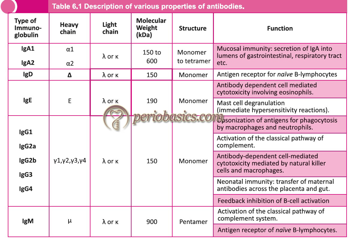 Various antibodies and their properties
