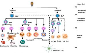 Cellular basis of immune response – periobasics.com