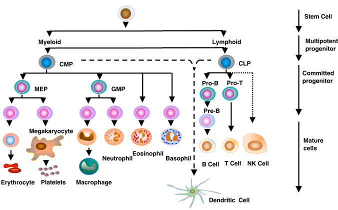 cellular response