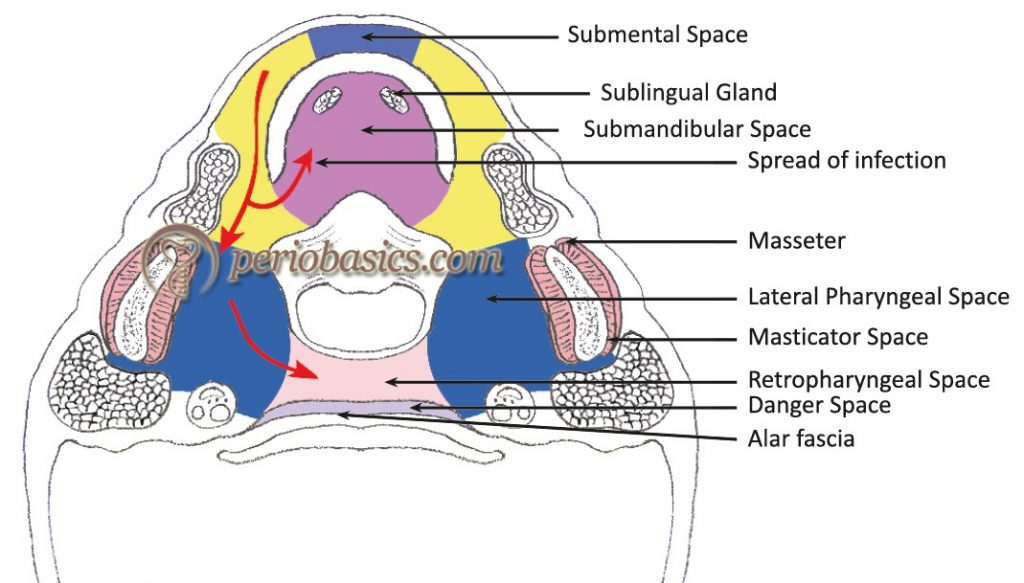 Surgical anatomy of periodontium and related structures - periobasics.com