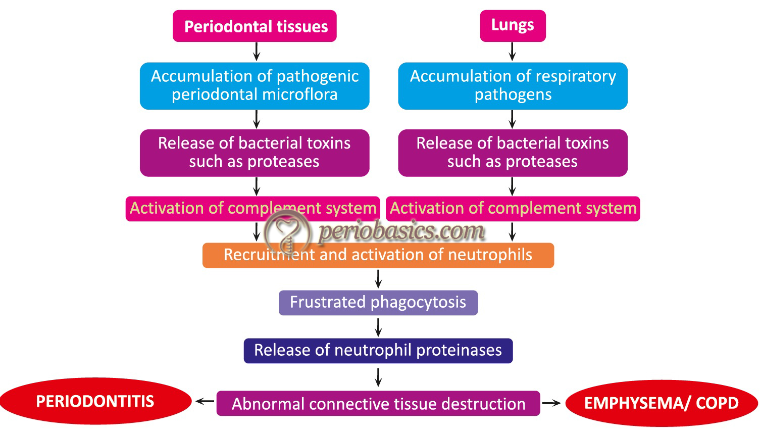 Flow chart describing a basic mechanism of pathogenesis of periodontitis and pulmonary diseases.