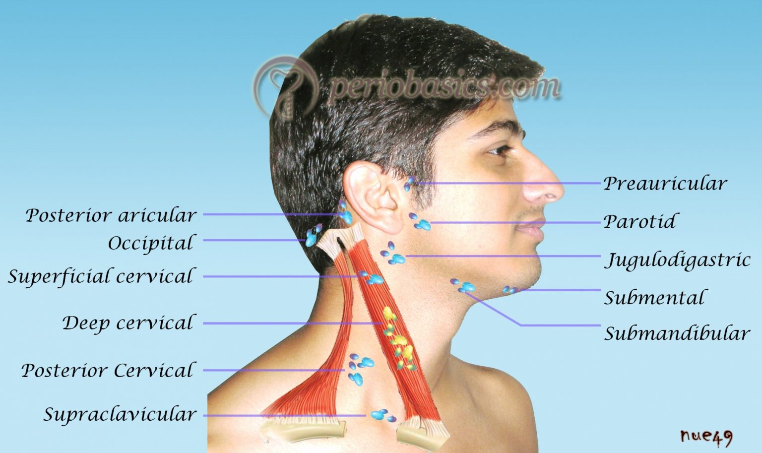 swollen lymph nodes back of neck pictures