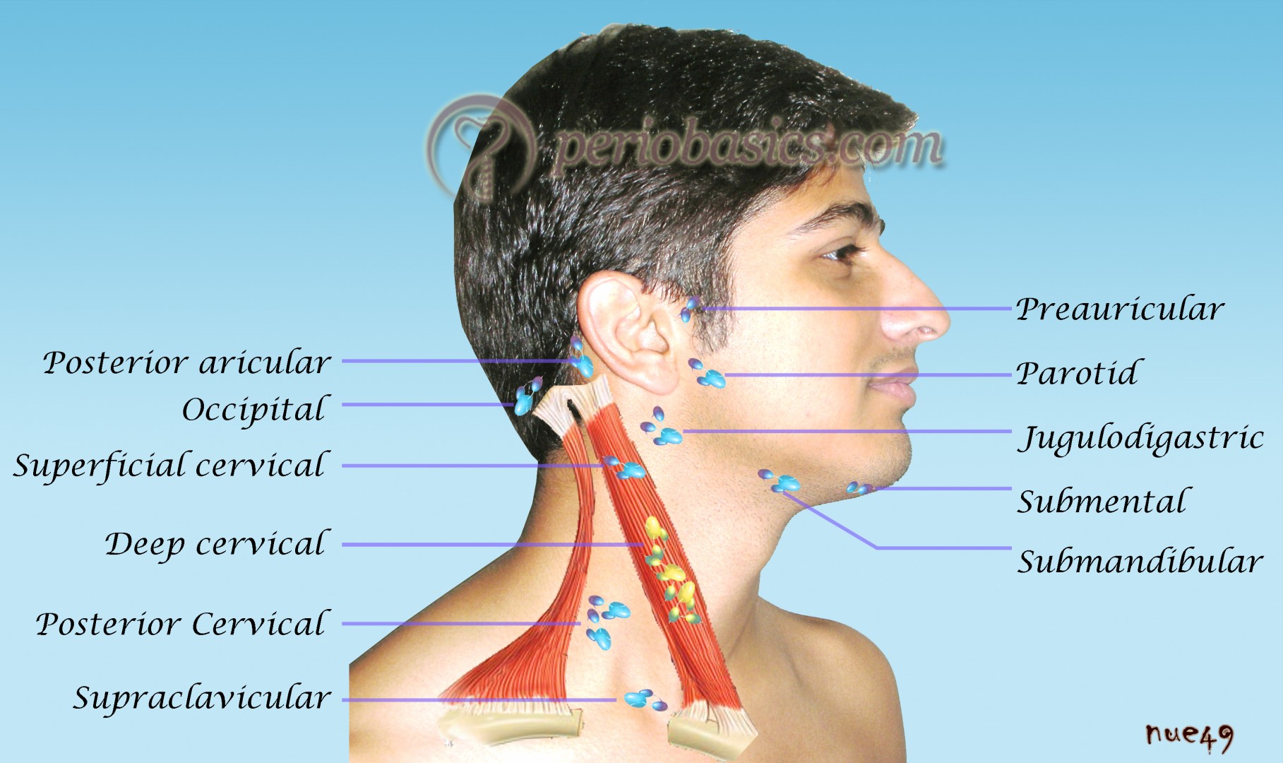 lymph nodes swollen on back of head