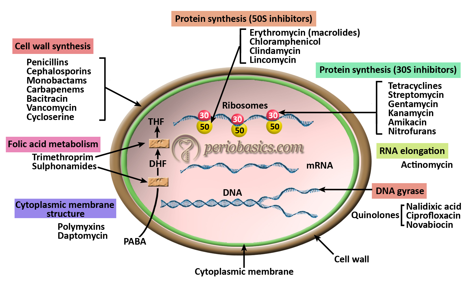 Chemotherapeutic Agents Used In Periodontics Periobasics