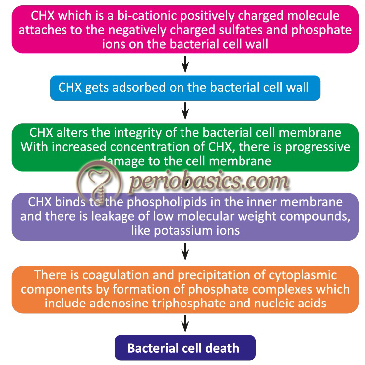 Mechanism of action of chlorhexidine (CHX)
