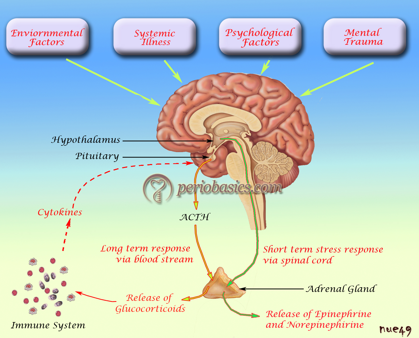 Stress pathophysiology