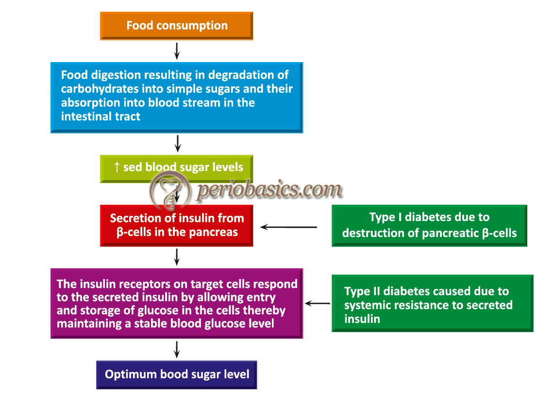 The carbohydrate metabolism in body and development of Type I and Type II diabetes mellitus.