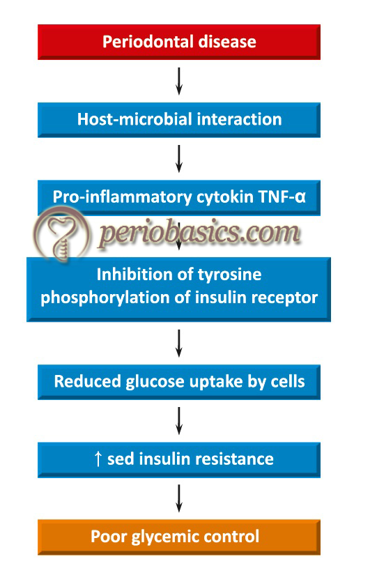 The effect of periodontal disease on diabetes mellitus.