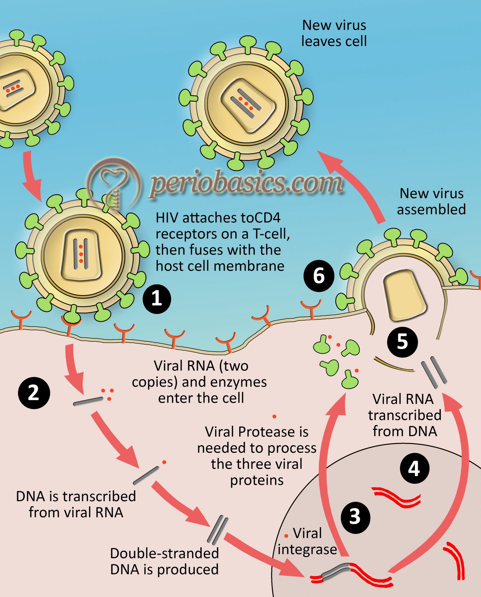 Human immunodeficiency virus infection: case definition, staging and ...